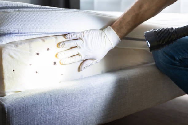 Best Commercial Pest Control Services  in South Valley Stream, NY