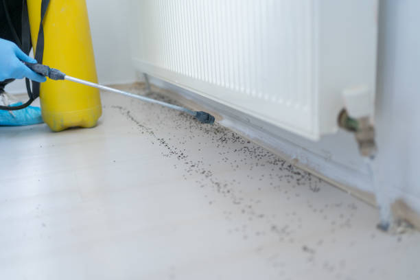 Trusted South Valley Stream, NY Pest Control Experts